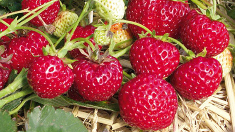 Клубника Мице Шиндлер