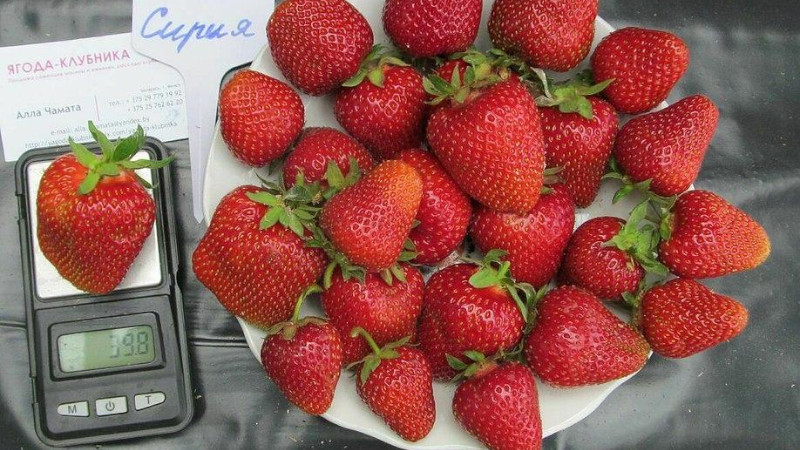 Сорта клубники сирия с фотографиями и описанием. klubnika siriya promyishlennyiy sort iz italii3. Сорта клубники сирия с фотографиями и описанием фото. Сорта клубники сирия с фотографиями и описанием-klubnika siriya promyishlennyiy sort iz italii3. картинка Сорта клубники сирия с фотографиями и описанием. картинка klubnika siriya promyishlennyiy sort iz italii3. Клубника Сирия — представитель новых промышленных сортов. Ее ягоды прекрасно выглядят и имеют хороший вкус. Распространению сорта мешает невысокая устойчивость к морозам, но в южном регионе страны клубника приживается.
