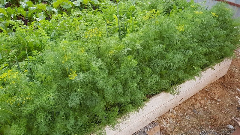 Грядка укропа