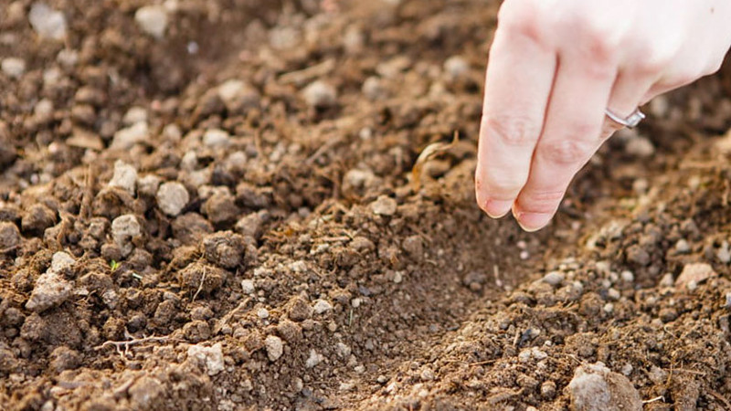 Посев семян