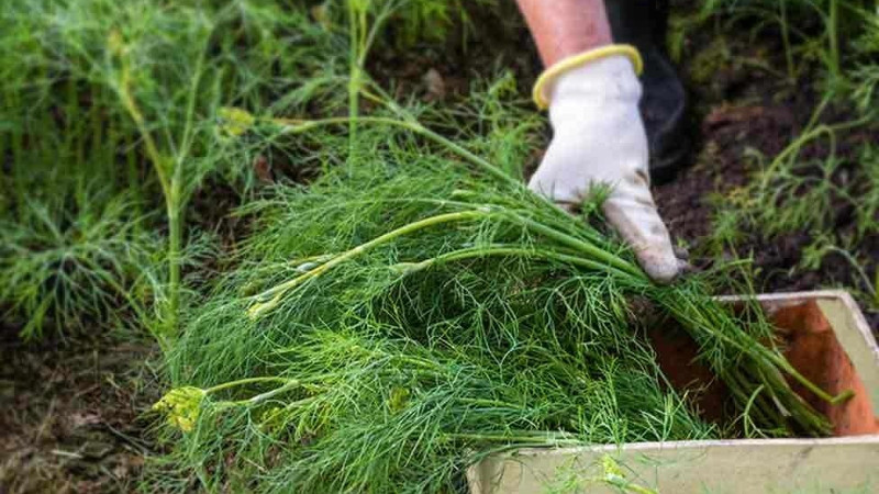 Сбор зелени укропа