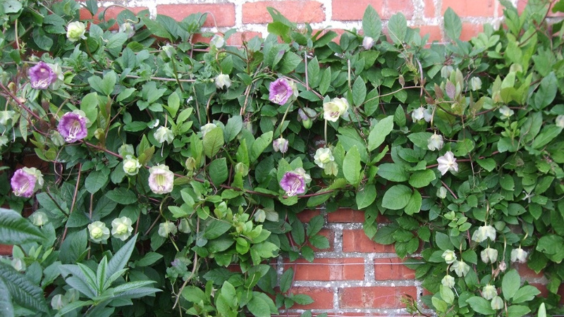 Лиана на стене