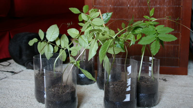 Рассада лианы