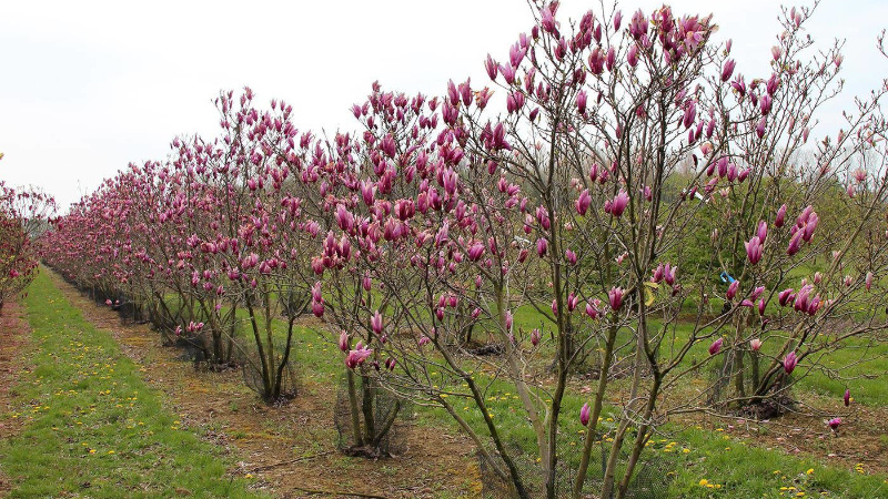 magnolia sulanja12