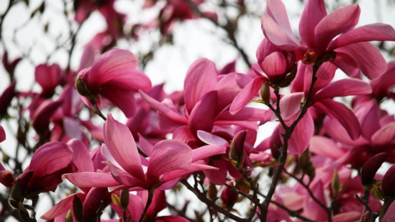 magnolia sulanja5