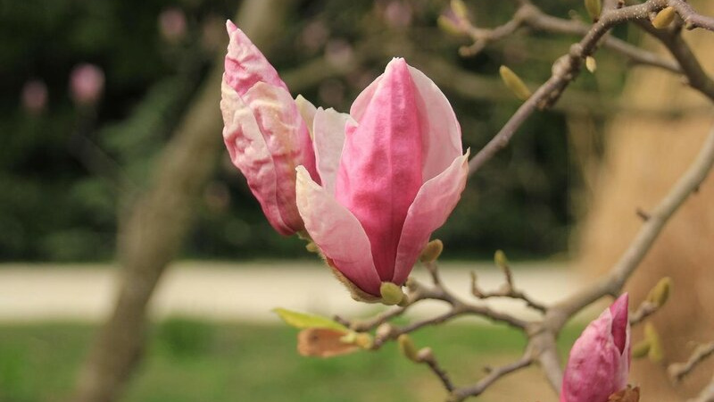 magnolia sulanja8