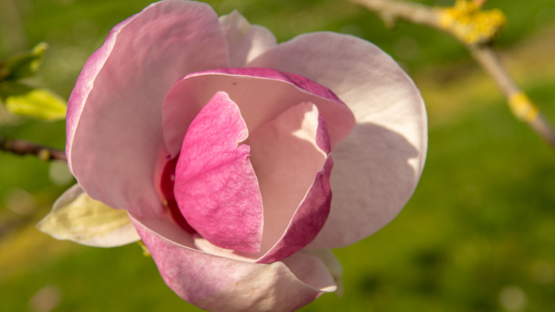 magnolia sulanja9