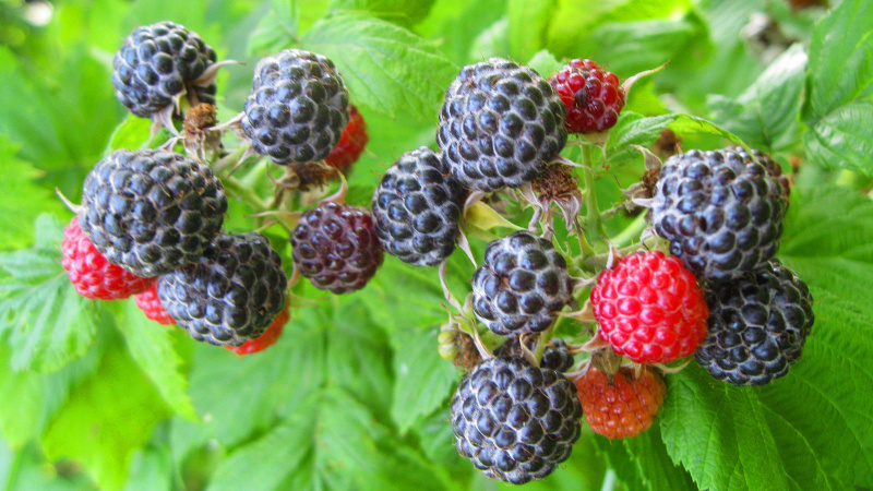 Черноплодная малина