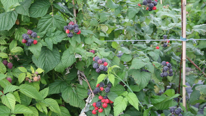 Малина на шпалере