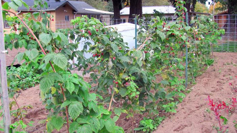 Грядка малины