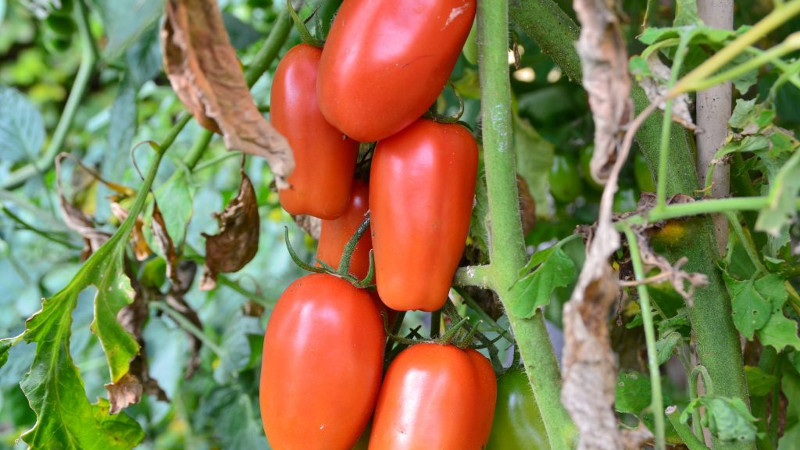 Томат перцевидной формы