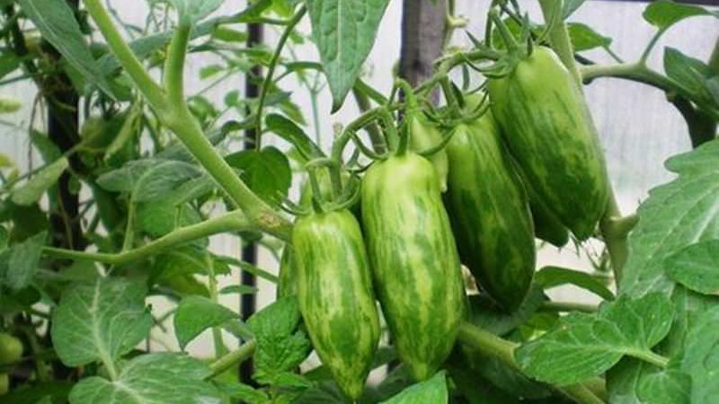 Московский деликатес