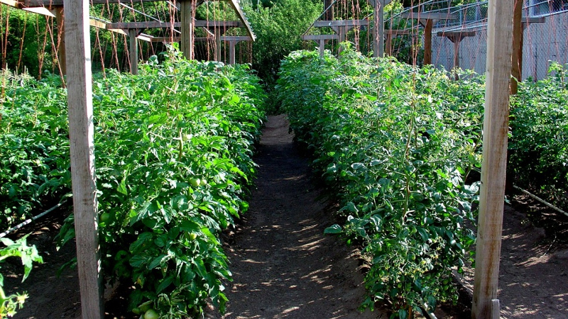 Грядка томатов « width=»800