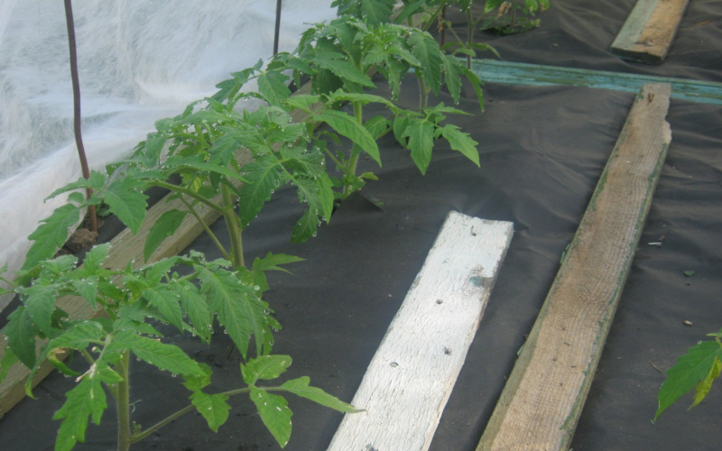 mulchirovanie tomatov v teplitse6