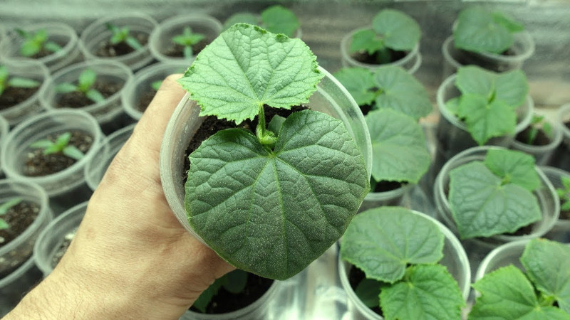 Рассада огурцов Курносик