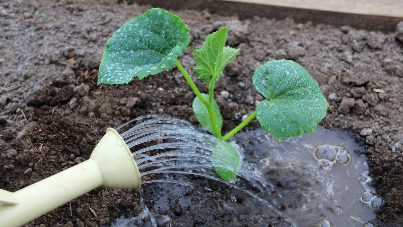 Полив огурцов