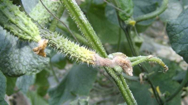 Серая гниль на огурце