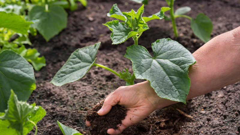 Подкормка огурцов Курносик