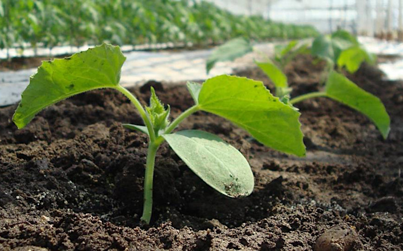 Посаженные огурцы в грунт