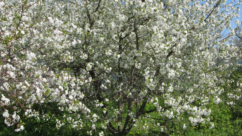 Цветущее дерево вишни « width=»800