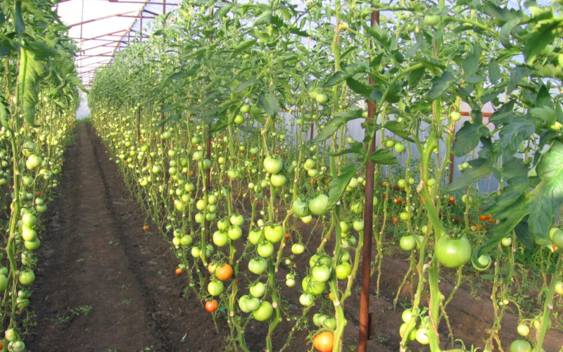Рост томатов