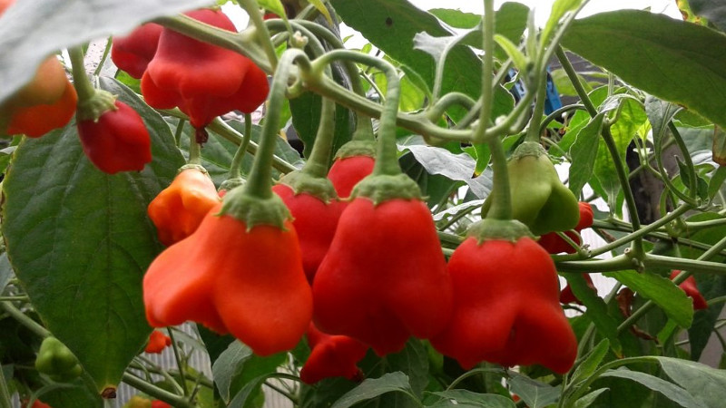 Полуострый перчик