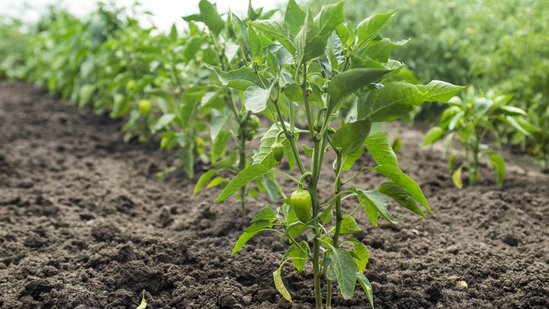 Перец в грунте