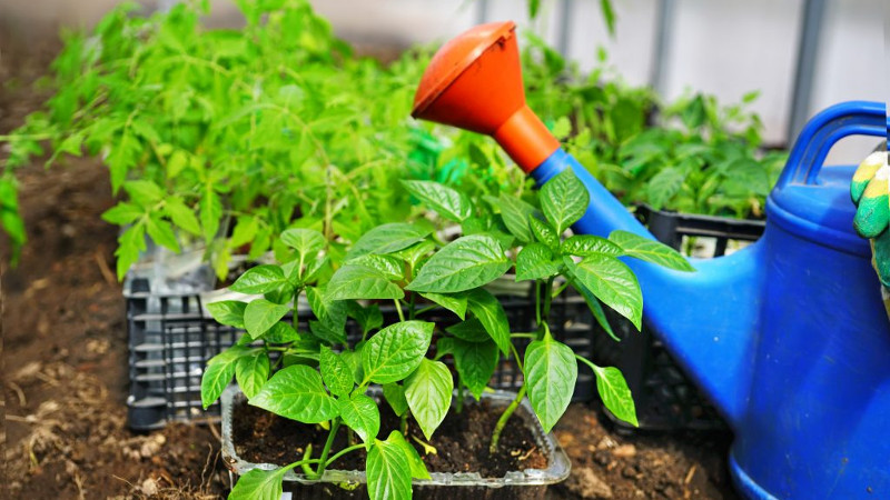 Перец и лейка