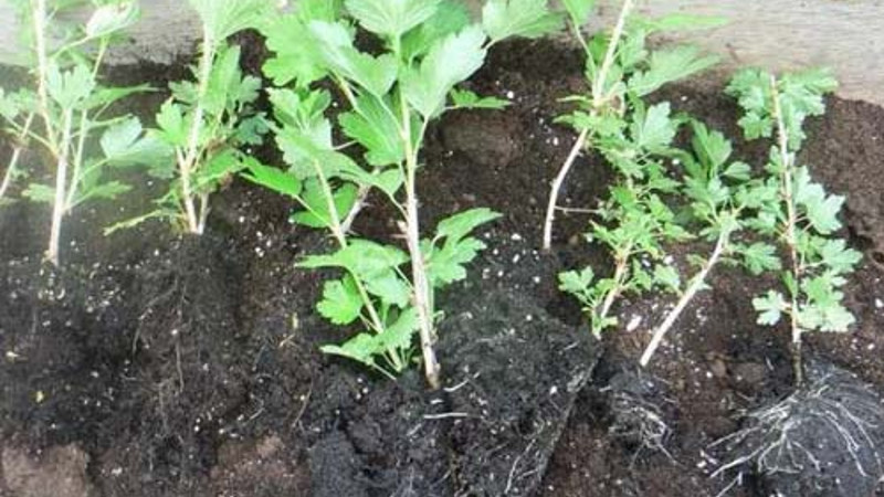 Деленки крыжовника