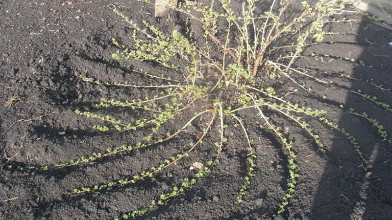 Размножение крыжовника ветками