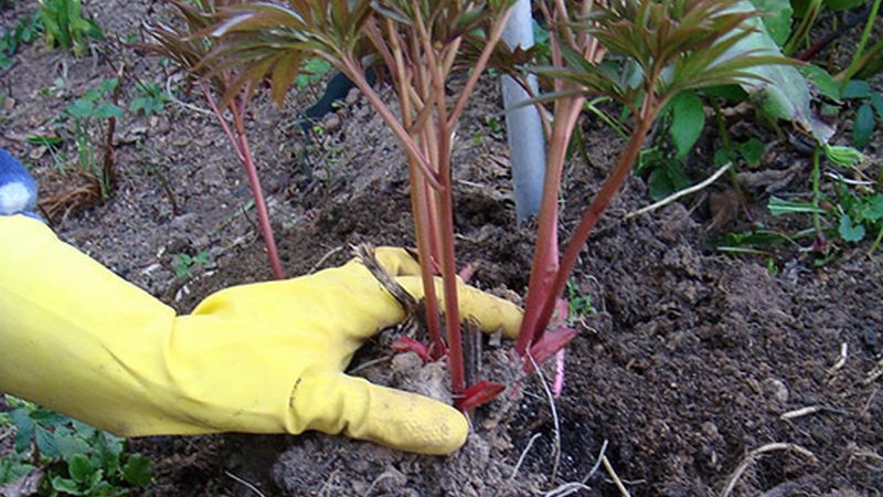 Посадка пиона