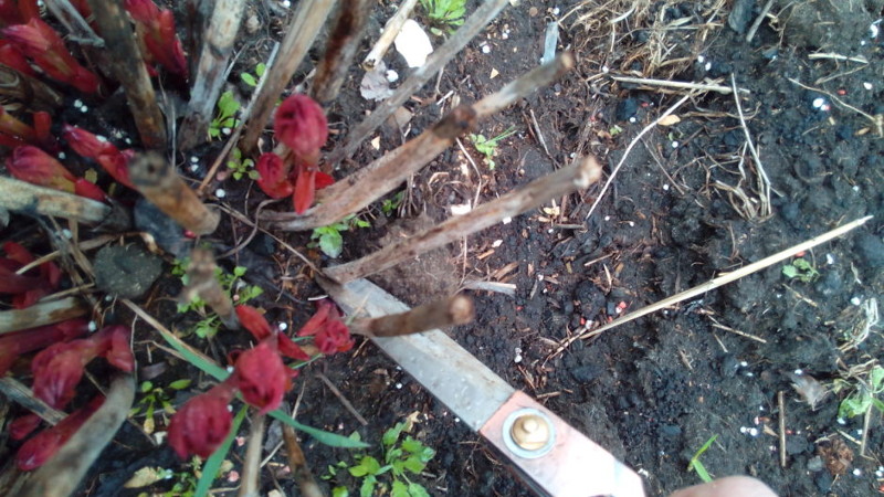 Обрезка пиона