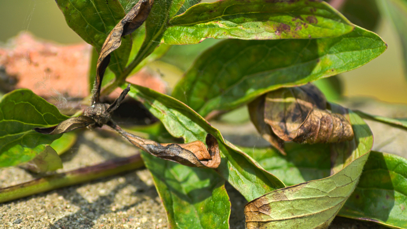 Гниль на листьях пиона