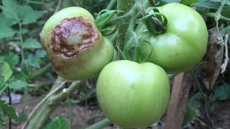 Почему чернеют томаты: эффективные методы борьбы с болезнью
