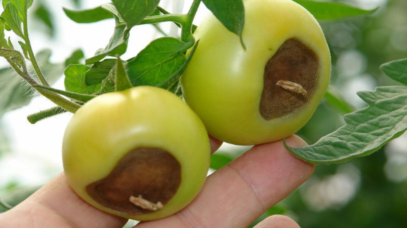 Почему чернеют томаты: эффективные методы борьбы с болезнью