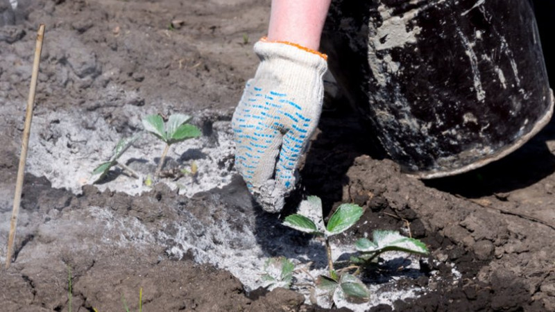 Подкормка клубники золой