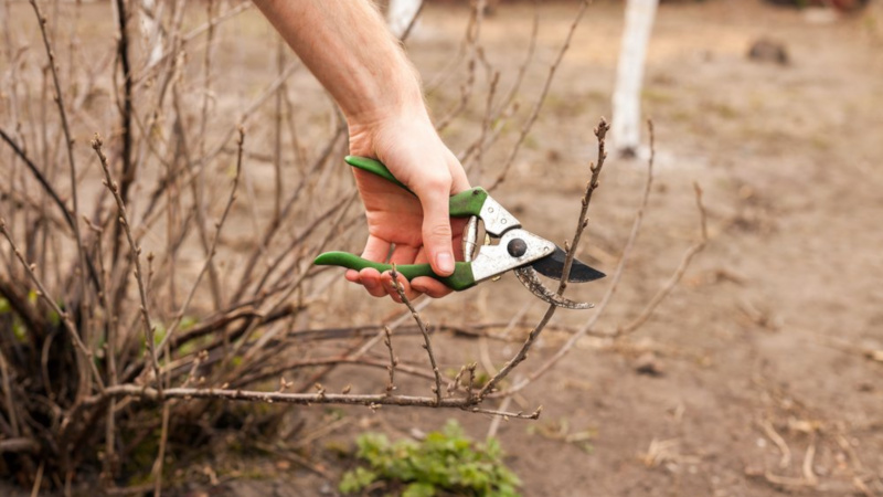 Обрезка кустарника