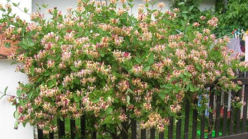 Жимолость в ландшафтном дизайне