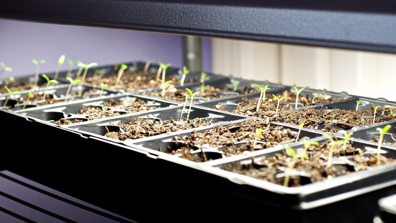 Досвечивание рассады