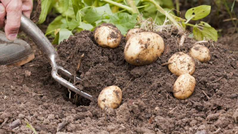 Расчет нормы посадки картофеля на 1 сотку: выбор клубней и времени.