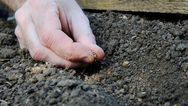 Посев семян редиса