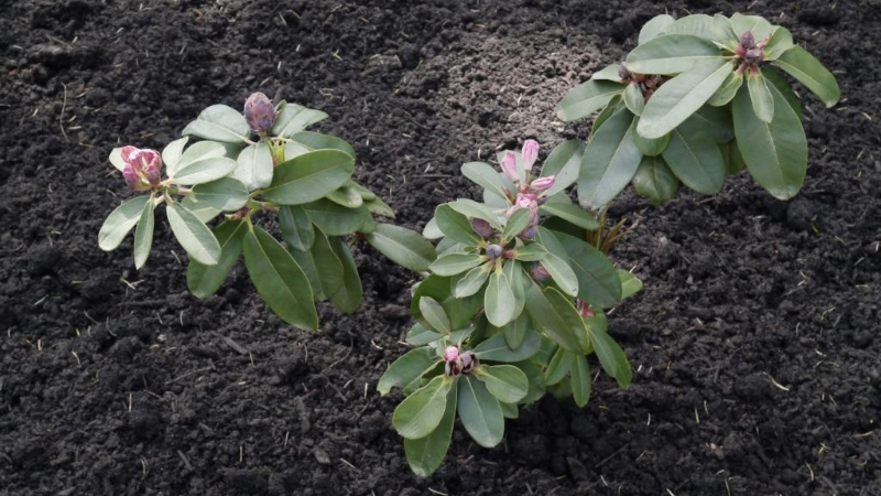 Саженец рододендрона