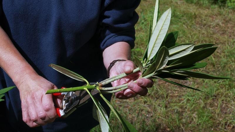 Подготовка черенка