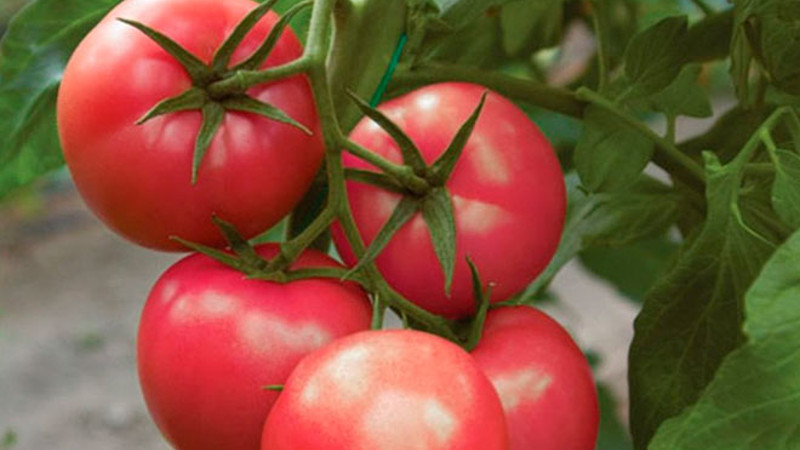 Томаты на кисточке