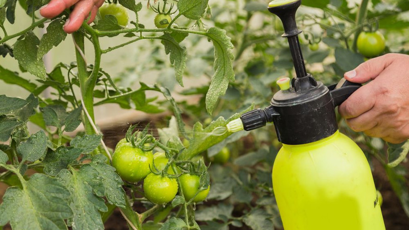 Обработка томатов