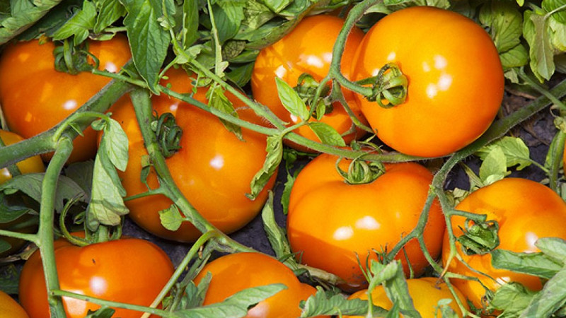 Желтые томаты Айсан