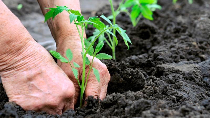 Посадка помидоров в грунт