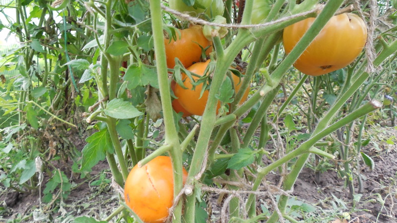 Желтые томаты на ветках
