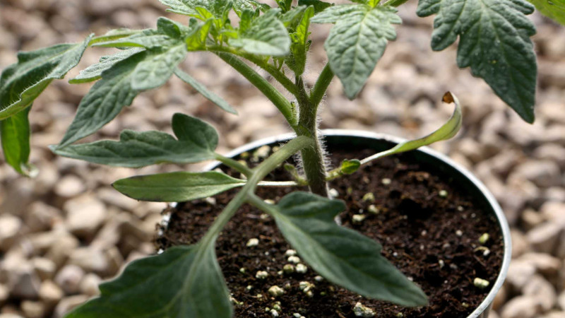 Рассада томата Арлекин