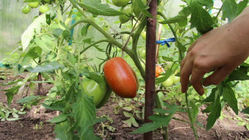 Спелые помидоры « width=»800